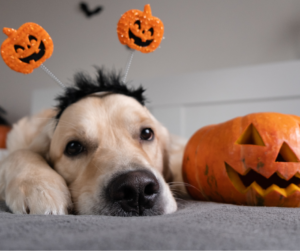 Golden retriever wearing a Halloween headband with pumpkins, lying beside a carved jack-o’-lantern.