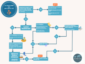 What to do if you find a baby bird