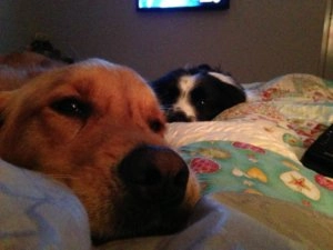 Abbey and Shadow resting together on a bed with their heads on pillows in a softly lit room