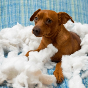 Small brown dog sitting on a blue blanket surrounded by white toy stuffing scattered around after tearing apart a soft toy