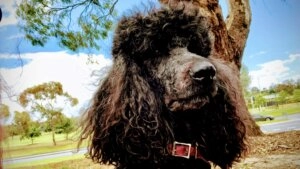 Asha Charles black poodle with curly fur wearing a red collar sitting outdoors near trees and grass