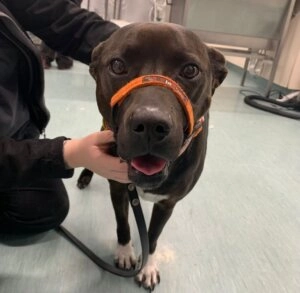Ava brown dog wearing an orange muzzle looking toward the camera while being gently held by a person with one hand under the chin