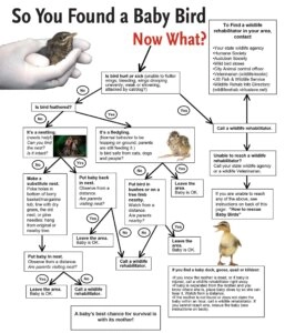 Educational infographic showing what to do if you find a baby bird or fledgling, including steps to assess the bird and contact wildlife carers