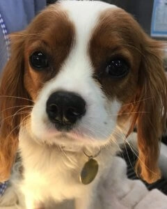 Bella the brown and white Cavalier King Charles Spaniel with long ears and a gentle expression