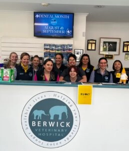 Team of veterinary staff smiling together behind the reception desk at Berwick Veterinary Hospital during an R U OK Day workplace wellbeing event