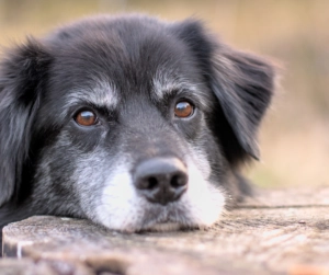 Close-up portrait of a black dog with gentle brown eyes resting its head on a wooden surface while looking calmly ahead