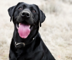 Black Labrador dog sitting outdoors with its tongue out, looking alert and happy with a blurred natural background