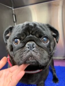 Black pug dog with a flat brachycephalic face being gently held under the chin during a veterinary visit