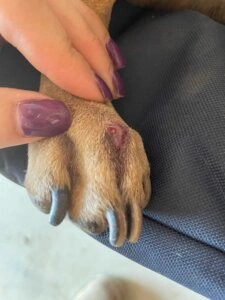 Close-up of Blondie the dog’s paw with a small wound between the toes while a person gently parts the fur to examine it