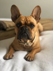 Blondie, a tan French Bulldog with large upright ears, lying calmly on a light coloured bed with an alert expression