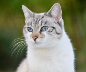 Light coloured cat with blue eyes sitting outdoors against a soft green blurred background
