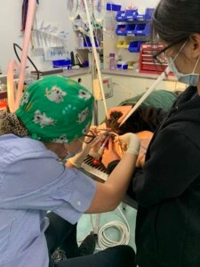 Veterinary team performing a brachycephalic airway procedure on a dog in a surgical room