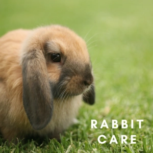 Brown lop eared rabbit sitting on green grass with soft fur and long drooping ears outdoors