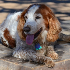 Brown and white dog lying on a stone surface outdoors with its tongue out while resting in the sun