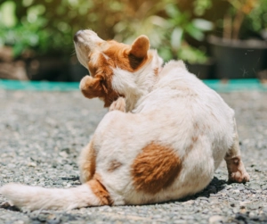 Brown and white dog sitting on gravel scratching its neck with hind leg outdoors