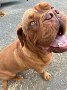 Bruce brown dog with wrinkled face looking upward with mouth open while standing on a gravel surface