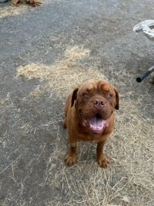 Bruce brown dog sitting on a gravel surface with scattered straw while looking upward with an open mouth