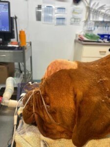Bruce brown dog lying down with medical tubes attached while being monitored on a padded surface