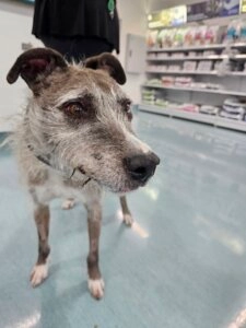 Bucky the senior mixed-breed dog standing inside a veterinary clinic with a gentle expression, showing his grey muzzle and alert ears