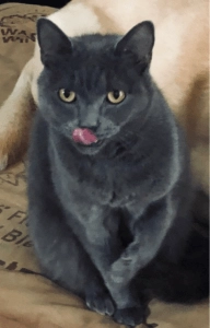 Buster the grey cat sitting upright on a cushion with his tongue slightly sticking out