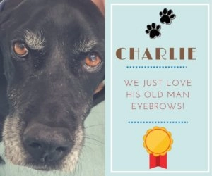 Charlie the black dog with distinctive grey eyebrows featured on a Berwick Veterinary Hospital Bravery Award graphic with paw prints and ribbon badge