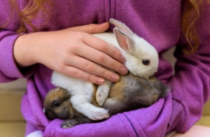 Child wearing a purple hoodie gently holding two small rabbits nestled together in their arms
