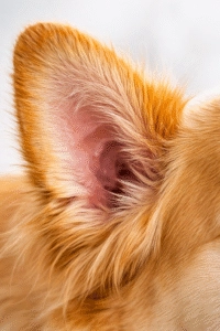 Close-up view of a dog’s ear with light brown fur, showing the inner ear and surrounding soft fur details