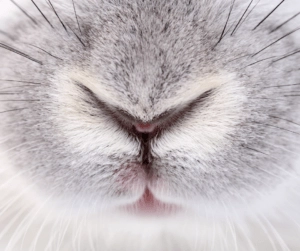 Close-up view of a rabbit’s nose and whiskers with soft grey and white fur texture