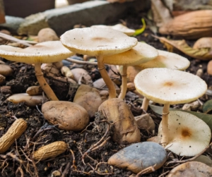 Cluster of pale wild mushrooms growing from soil among small rocks, twigs, and organic debris on the forest floor