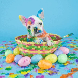 White puppy covered in colourful paint sitting in a woven basket surrounded by bright Easter eggs on a blue background