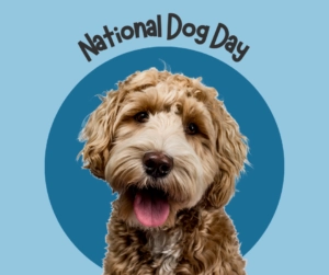 Curly coated brown dog with its tongue out centred on a blue circle background with the words National Dog Day above