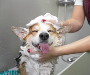 Happy dog with tongue out being washed with shampoo while a person bathes it in a grooming tub