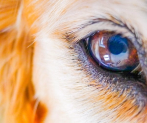 Close-up detail of a dog’s eye with a brown iris reflecting light, surrounded by tan and white fur