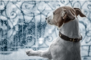 White and brown dog looking out a rainy window with water droplets while resting its paw on the glass indoors