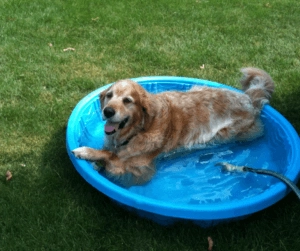 Golden dog lying in a small blue plastic paddling pool filled with water on a grassy lawn with a garden hose nearby