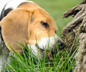 Dog with brown and white fur sniffing and eating fresh green grass near a tree trunk