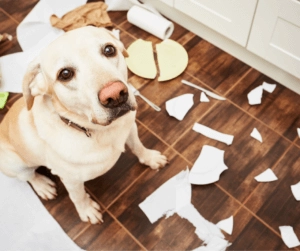 Yellow Labrador sitting on a wooden floor surrounded by torn paper and cardboard pieces scattered around the kitchen