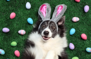 Black and white dog lying on green grass wearing pink bunny ears and surrounded by colourful Easter eggs