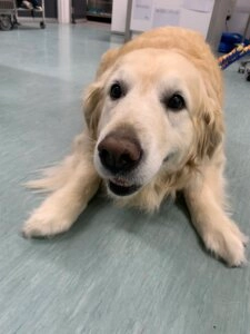 Dory the Golden Retriever lying on a light coloured floor while looking up with a gentle expression