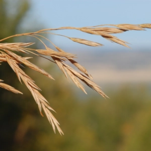 Close-up of dry grass seed heads on a wild grass plant, which can easily attach to a pet’s fur and potentially become embedded in the skin, ears, or paws