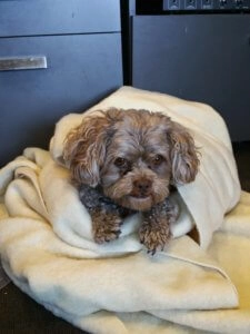 Fletch the small curly coated dog wrapped snugly in a soft blanket while resting indoors