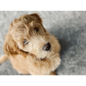 Fluffy golden doodle puppy sitting on the floor and looking up with a curious expression