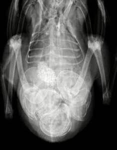 X-ray image of Fudgie the chicken showing several developed eggs clearly visible inside the abdomen during veterinary examination