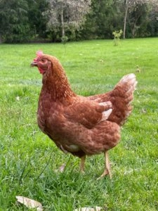 Fudgie the chicken standing on green grass outdoors with reddish brown feathers and a raised tail