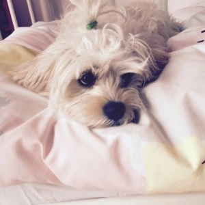 Gizmo small fluffy white dog lying on a soft pillow with a small hair tie on top of the head