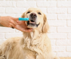 Golden retriever having its teeth brushed with a blue toothbrush by a person, demonstrating routine dental care for dogs