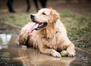Golden Retriever lying in a muddy puddle outdoors with a tennis ball nearby after playing in wet ground