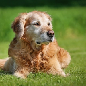 Golden Retriever lying on green grass outdoors while resting with its head slightly raised