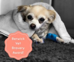 Gracie small light coloured dog resting under a blanket with a bandaged leg and Berwick Vet Bravery Award badge
