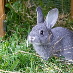 Small grey bunny sitting calmly in green grass with pieces of straw around it near a garden enclosure fence outdoors